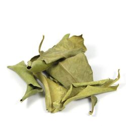 Cailleau - Oranger bigaradier (feuilles coupées)