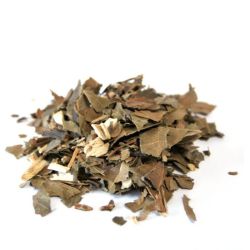 Cailleau - Avocatier (feuille)